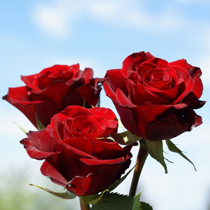 Rosas rojas
